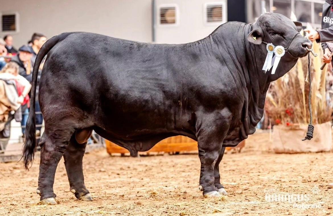 Campeón Junior