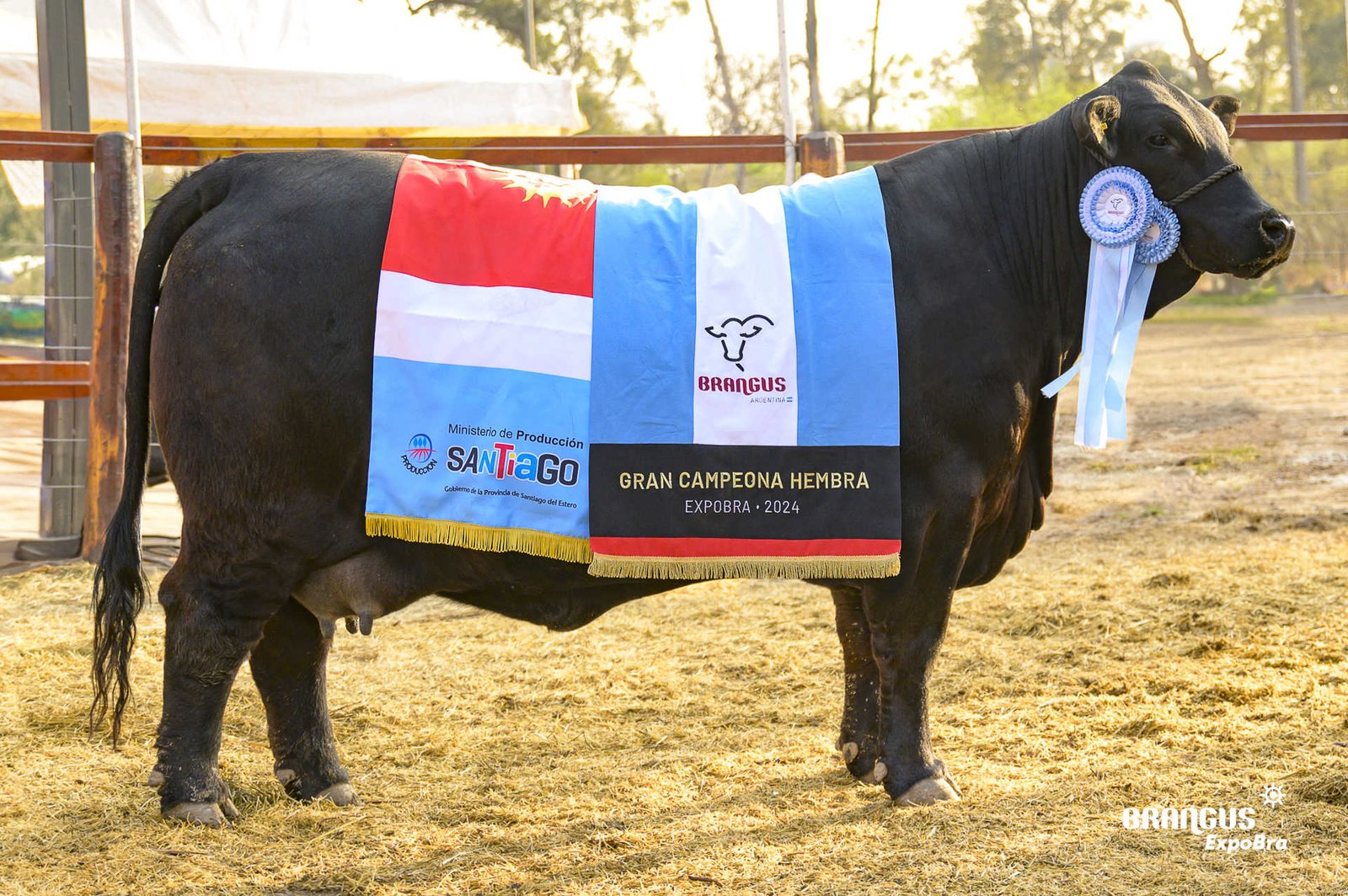Gran Campeón Hembra