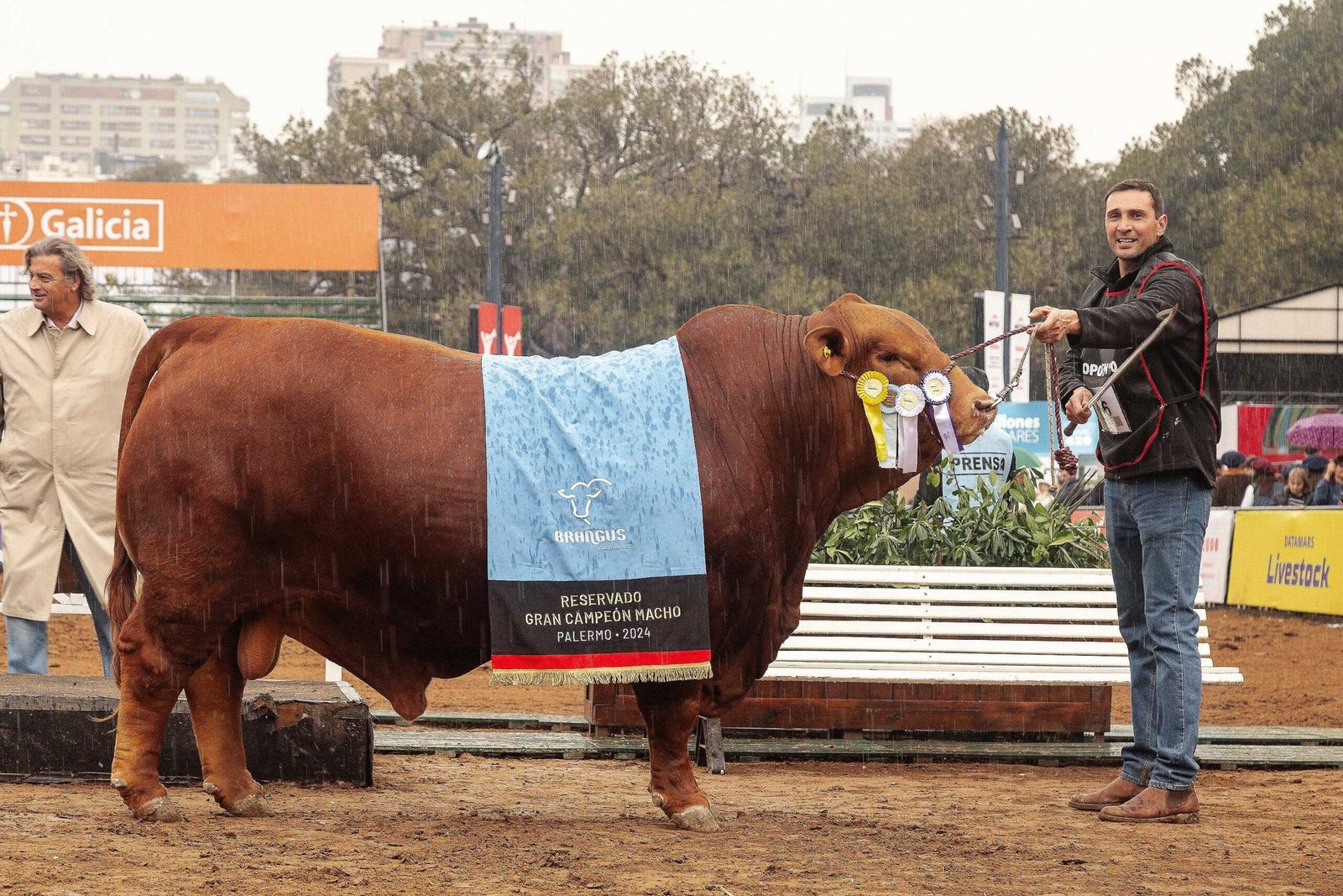 Rdo. Gran Campeón Macho