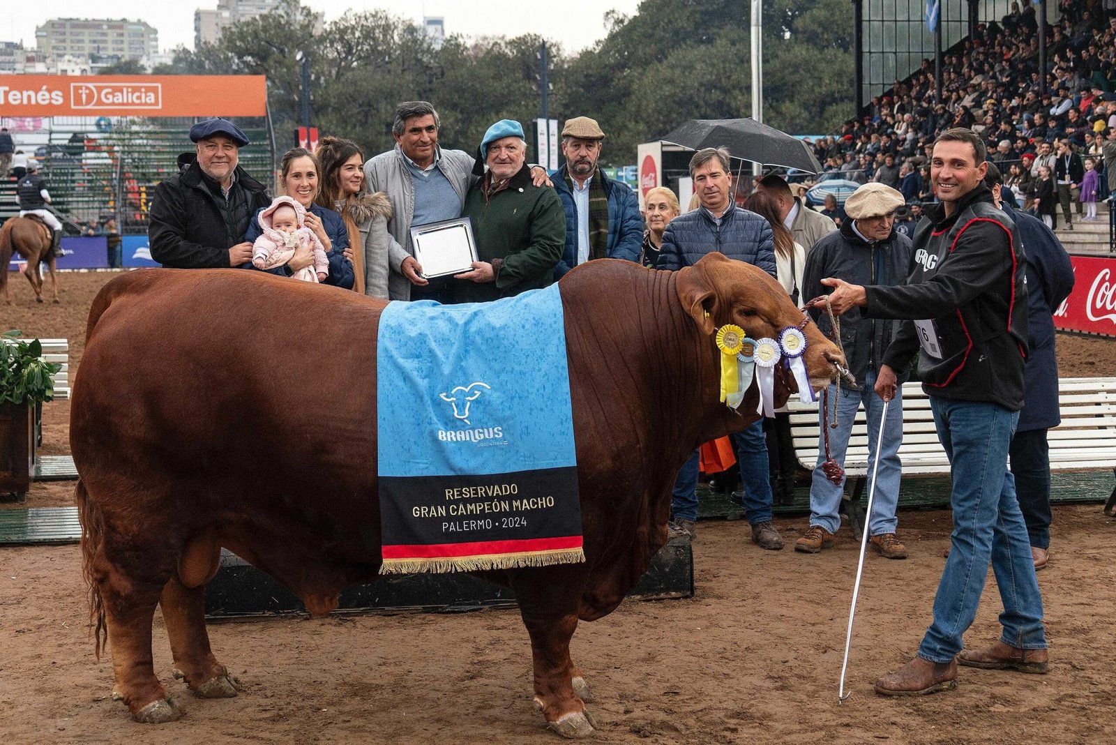 Rdo. Gran Campeón Macho