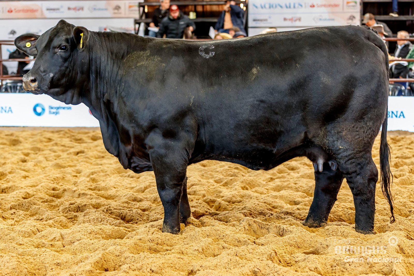 2da Mejor Individual Hembra de Lote.
