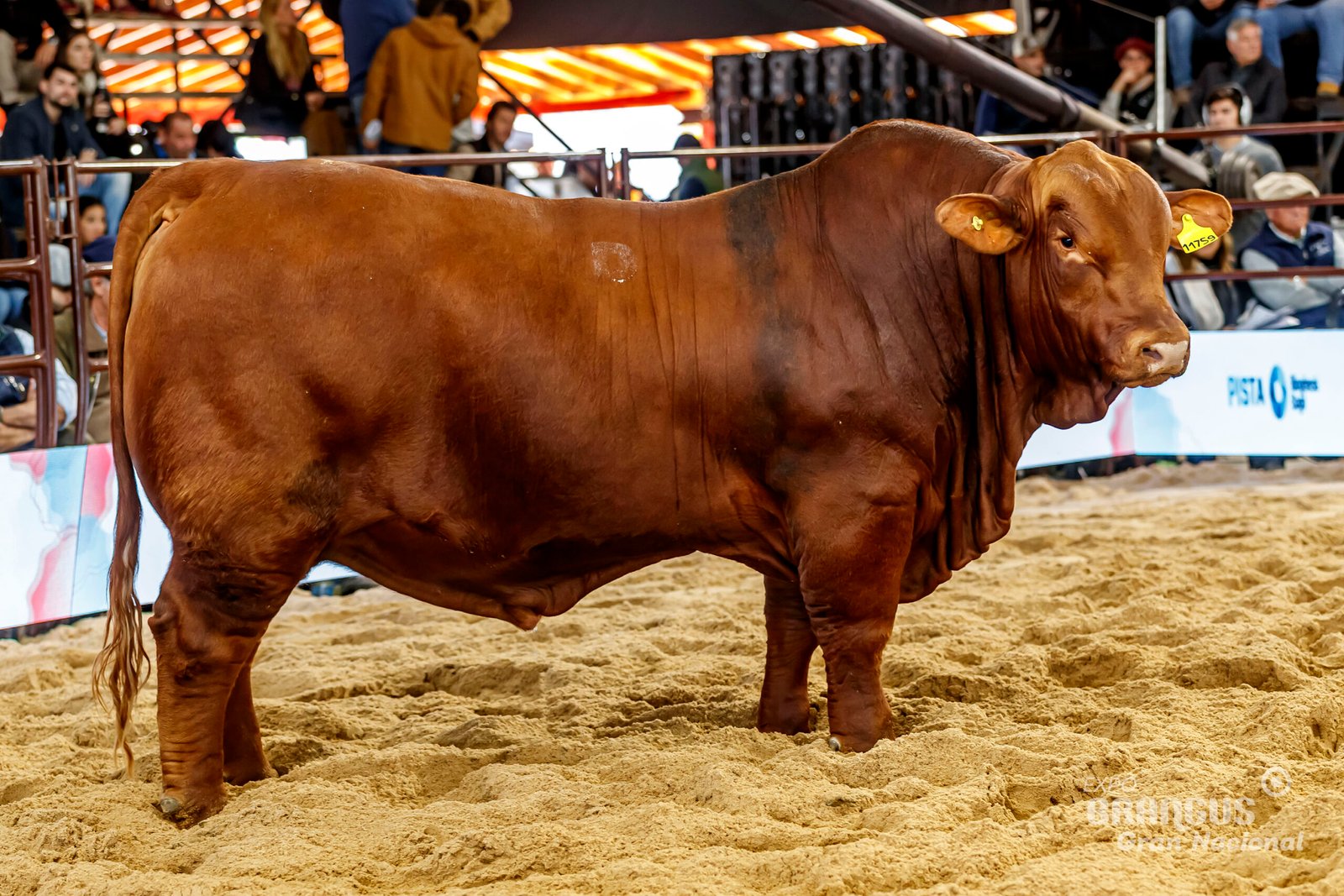 2do Mejor Individual Macho de Lote