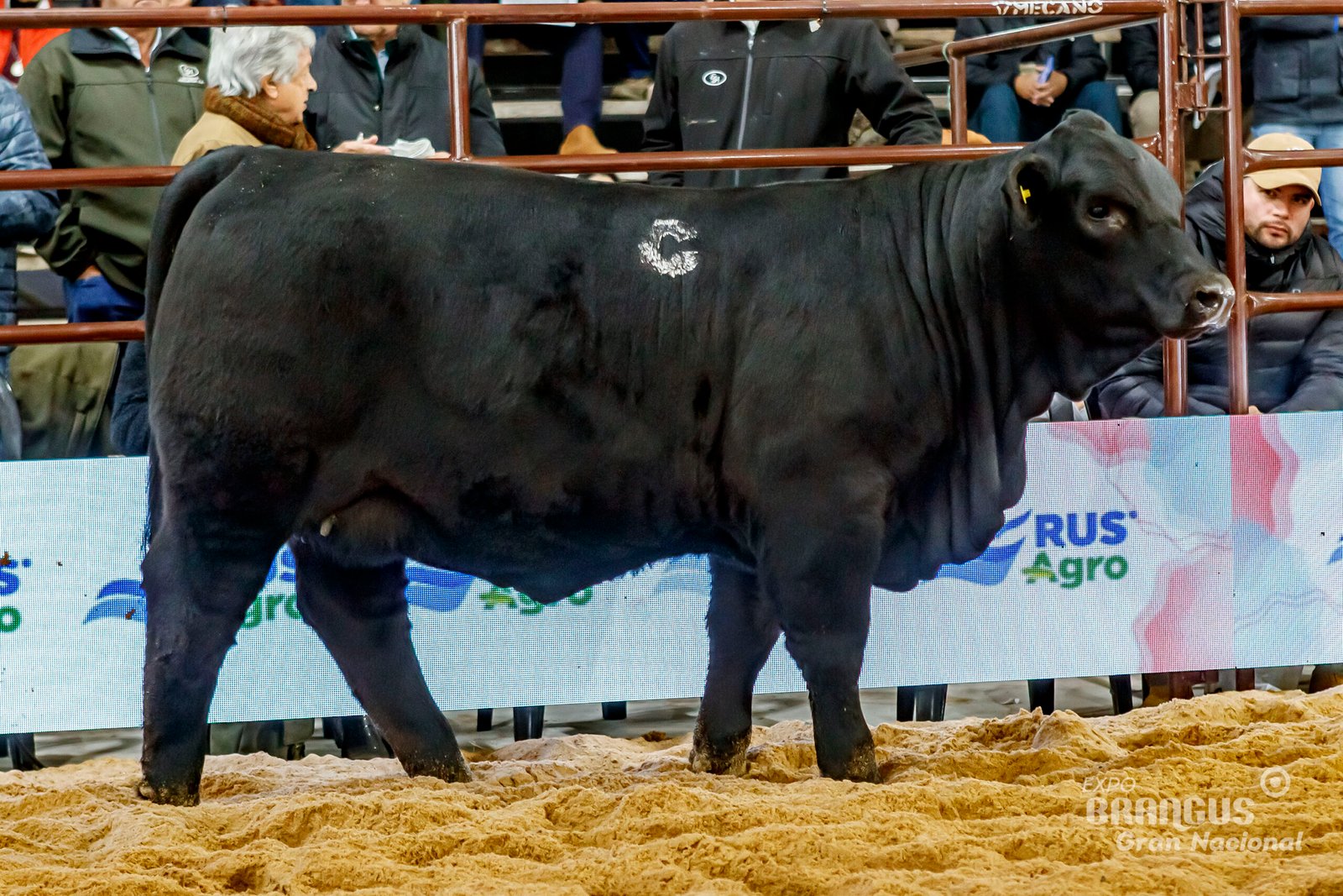 2° Mejor Ternera Individual de Lote