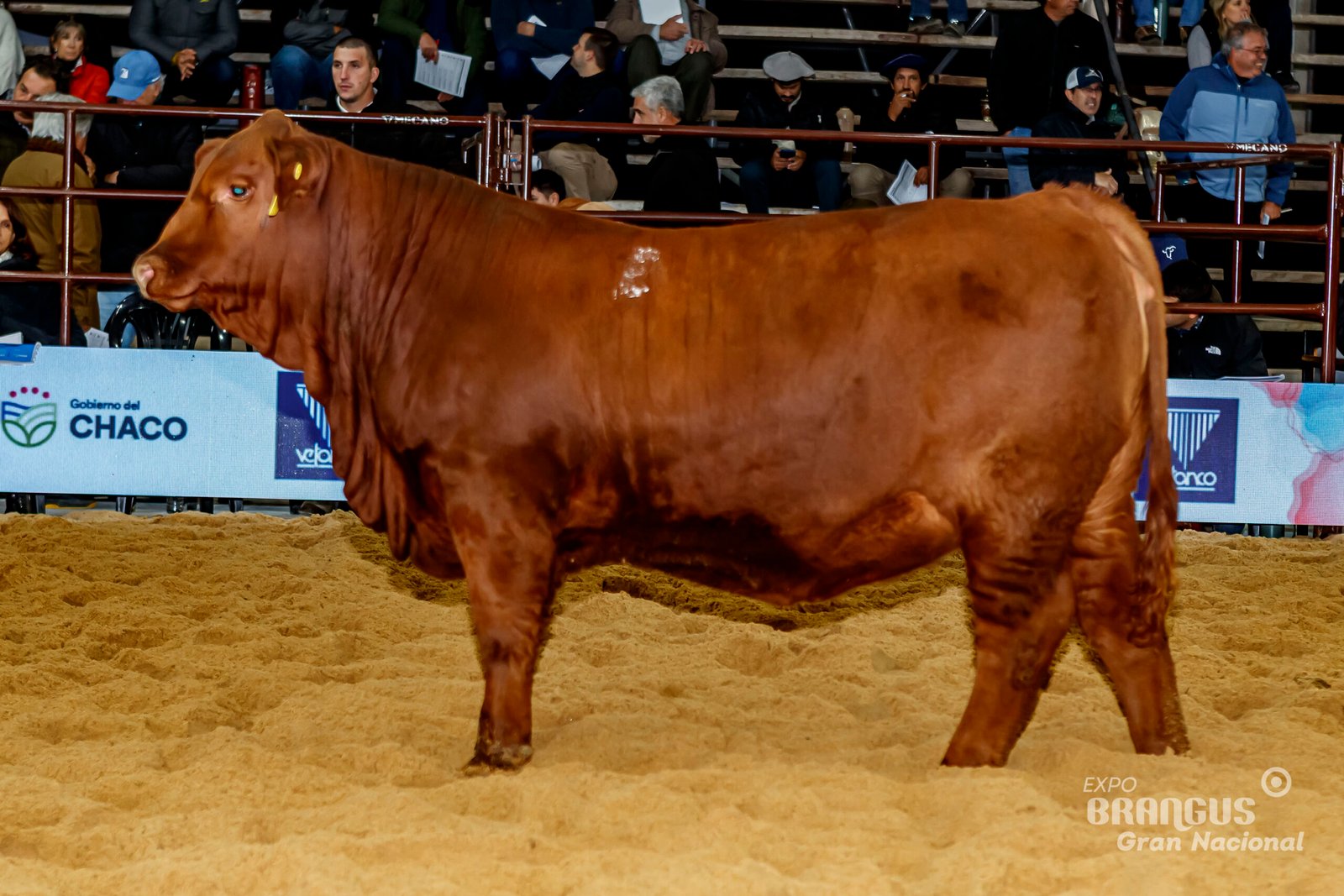 3° Mejor Ternera Individual de Lote