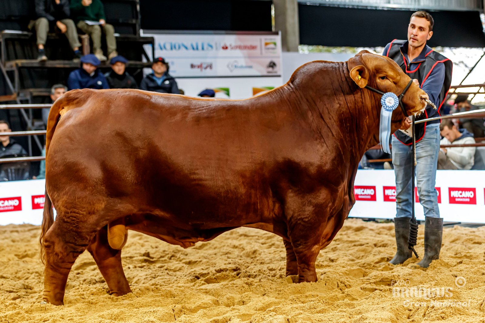 Campeón Senior