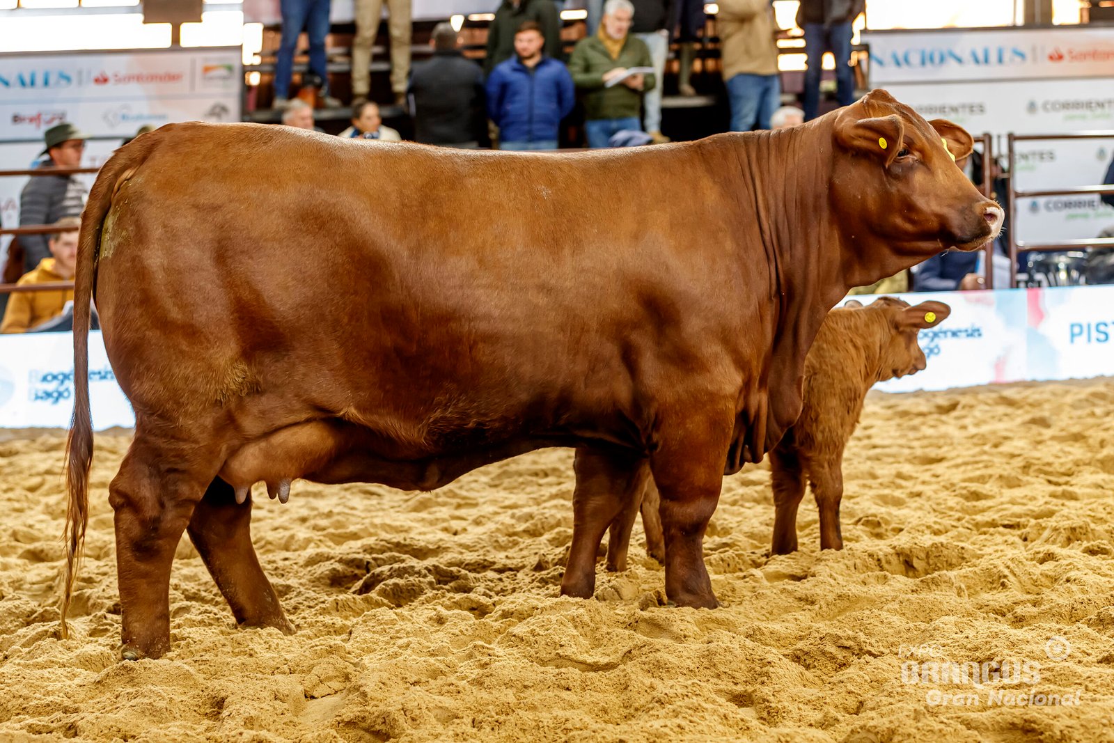 Rda. Gran Campeón Hembra