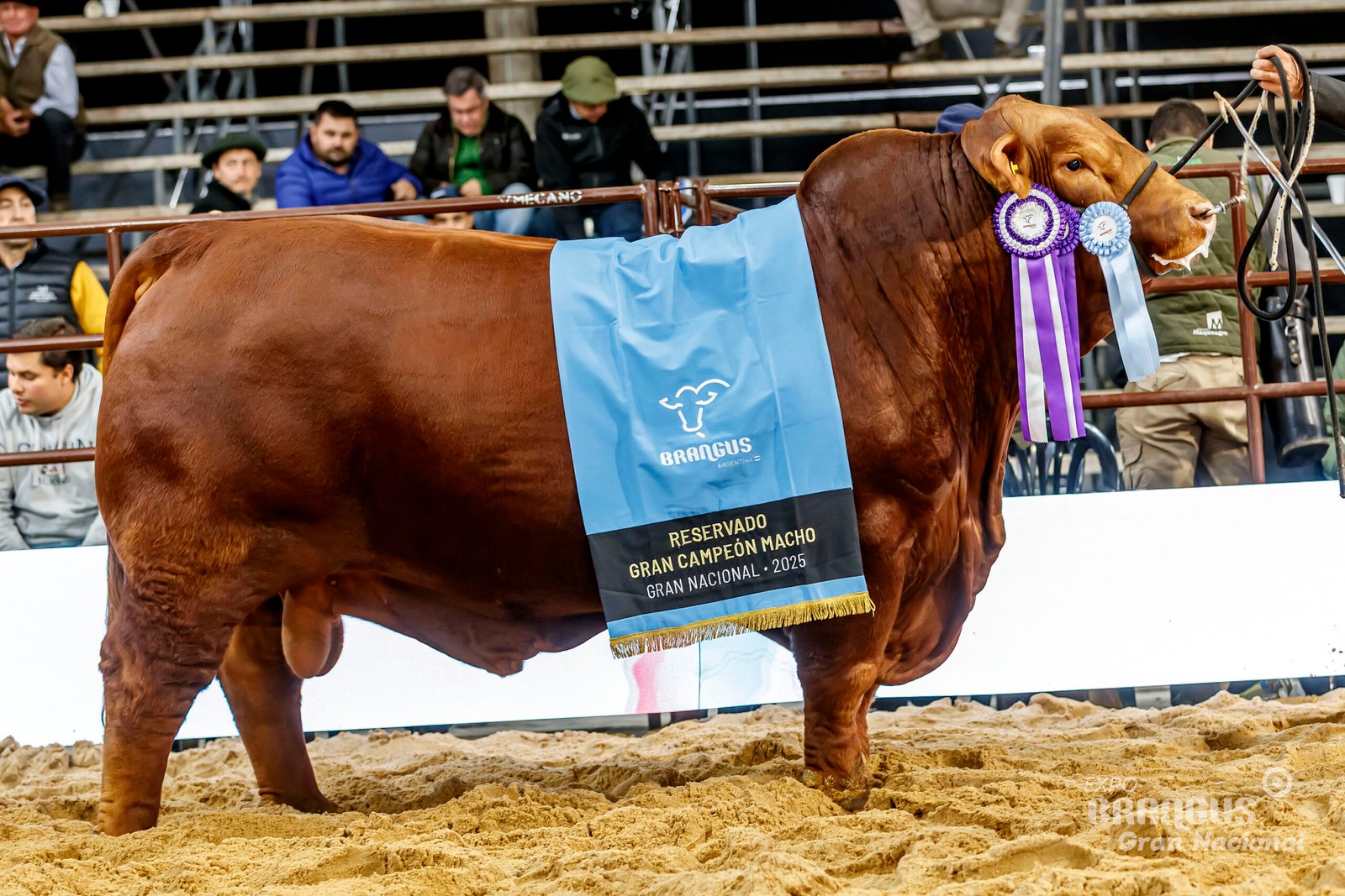 Rdo. Gran Campeon Macho