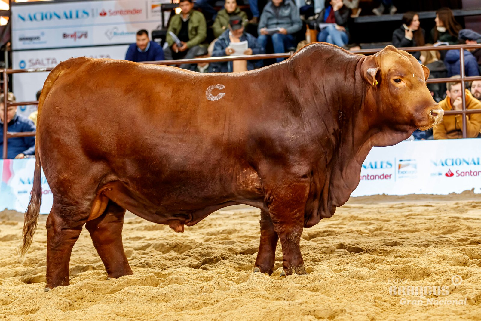 Tercer Mejor Individual Macho de Lote